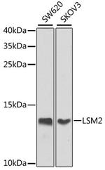 LSM2 Antibody in Western Blot (WB)