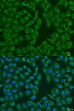 MSRB3 Antibody in Immunocytochemistry (ICC/IF)