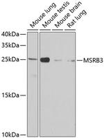 MSRB3 Antibody in Western Blot (WB)