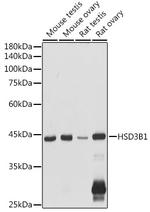 HSD3B1 Antibody in Western Blot (WB)