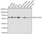 MST1 (STK4) Antibody in Western Blot (WB)