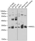 HMGCL Antibody in Western Blot (WB)