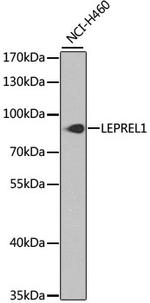 LEPREL1 Antibody in Western Blot (WB)