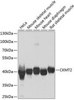 CKMT2 Antibody in Western Blot (WB)