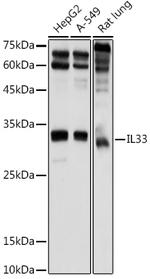 IL-33 Antibody in Western Blot (WB)