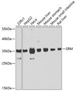 SRM Antibody in Western Blot (WB)