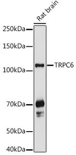 TRPC6 Antibody in Western Blot (WB)