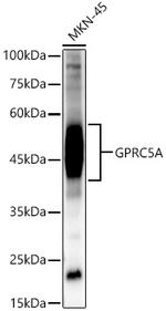 RAI3 Antibody in Western Blot (WB)