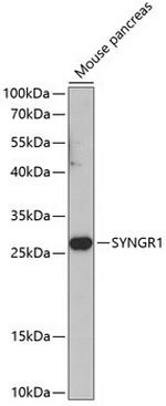 SYNGR1 Antibody in Western Blot (WB)