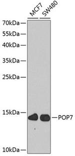 POP7 Antibody in Western Blot (WB)