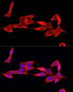 IFI44 Antibody in Immunocytochemistry (ICC/IF)