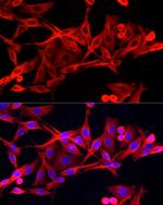 IFI44 Antibody in Immunocytochemistry (ICC/IF)