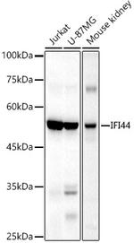 IFI44 Antibody in Western Blot (WB)