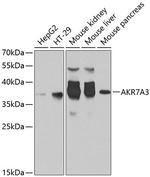 AKR7A3 Antibody in Western Blot (WB)