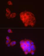 METTL7A Antibody in Immunocytochemistry (ICC/IF)