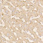 METTL7A Antibody in Immunohistochemistry (Paraffin) (IHC (P))