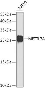 METTL7A Antibody in Western Blot (WB)