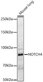 NOTCH4 Antibody in Western Blot (WB)