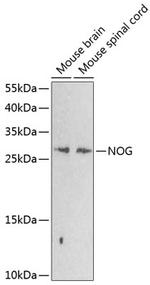 Noggin Antibody in Western Blot (WB)