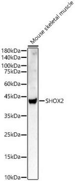 SHOX2 Antibody in Western Blot (WB)