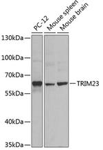 TRIM23 Antibody in Western Blot (WB)