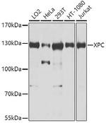 XPC Antibody in Western Blot (WB)