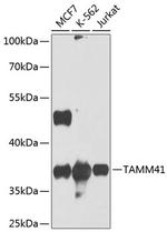 C3orf31 Antibody in Western Blot (WB)