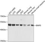 BMP5 Antibody in Western Blot (WB)