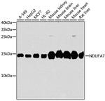 NDUFA7 Antibody in Western Blot (WB)