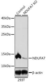 NDUFA7 Antibody in Western Blot (WB)