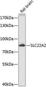 SLC22A2 Antibody in Western Blot (WB)