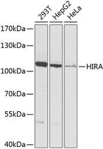 HIRA Antibody in Western Blot (WB)