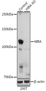 HIRA Antibody in Western Blot (WB)