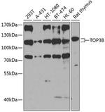 TOP3B Antibody in Western Blot (WB)