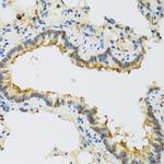 FAM20A Antibody in Immunohistochemistry (Paraffin) (IHC (P))