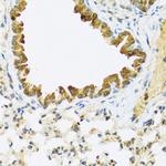 FAM20A Antibody in Immunohistochemistry (Paraffin) (IHC (P))