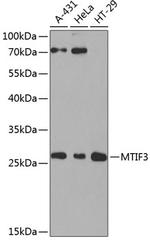 MTIF3 Antibody in Western Blot (WB)