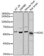 NOX1 Antibody in Western Blot (WB)