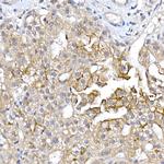 Aquaporin 9 Antibody in Immunohistochemistry (Paraffin) (IHC (P))