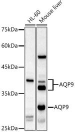 Aquaporin 9 Antibody in Western Blot (WB)