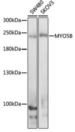 MYO5B Antibody in Western Blot (WB)