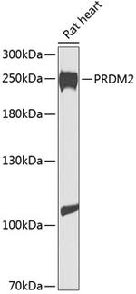 PRDM2 Antibody in Western Blot (WB)