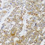 AIFM3 Antibody in Immunohistochemistry (Paraffin) (IHC (P))