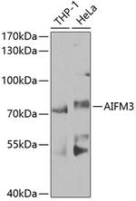 AIFM3 Antibody in Western Blot (WB)