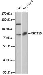 CHST15 Antibody in Western Blot (WB)