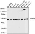 DDOST Antibody in Western Blot (WB)