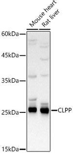 CLPP Antibody in Western Blot (WB)