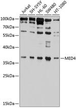 MED4 Antibody in Western Blot (WB)