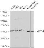 METTL4 Antibody in Western Blot (WB)