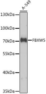 FBXW5 Antibody in Western Blot (WB)